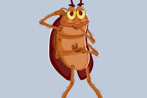 what is the scientific name of the largest cockroach